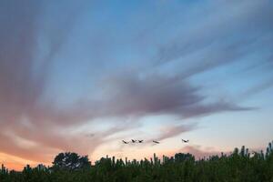 kranar flyga över träd i en skog på solnedgång. flyttande fåglar. vilda djur och växter Foto