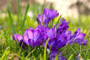 krokusar i en äng i mjuk värma ljus. vår blommor den där härold vår. blommor foto