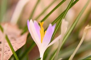 enda krokus blomma delikat avbildad i mjuk värma ljus. vår blommor foto
