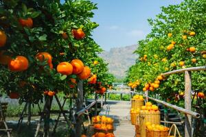 apelsiner färsk i mandarin orange plantage foto