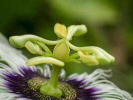 stänga upp av passionsfrukt blomma foto