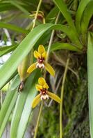 cymbidium finlaysonianum blomma. foto