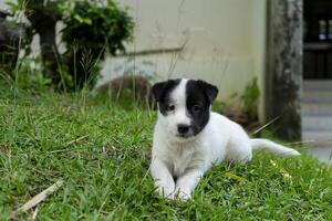 tillbaka och vit bebis hund foto