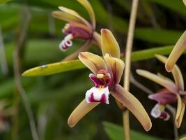 cymbidium finlaysonianum blomma. foto