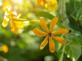 gardenia carinata wallich blomma foto