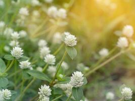 stänga upp av gomphrena ogräs blomma foto