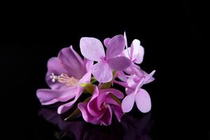 närbild hortensia blomma foto