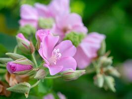 stänga upp av rosa dombeya blomma foto