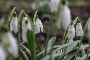 unga snödroppar med daggdroppar. vårens eleganta snödroppar i bokeh foto