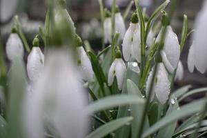 unga snödroppar med daggdroppar. vårens eleganta snödroppar i bokeh foto