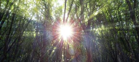 ekskog upplyst av solens strålar genom dimman. solstrålar som passerar genom tät vegetation i skogen. ekskogssolsken foto