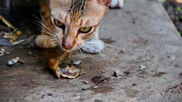 herrelösa katter som äter på gatan. en grupp hemlösa och hungriga gatukatter som äter mat som ges av frivilliga. mata en grupp vilda herrelösa katter, djurskydd och adoptionskoncept foto