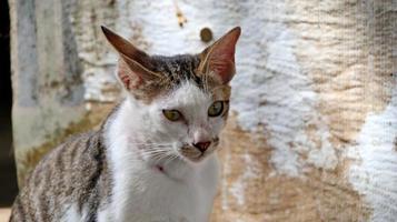 herrelösa katter som äter på gatan. en grupp hemlösa och hungriga gatukatter som äter mat som ges av frivilliga. mata en grupp vilda herrelösa katter, djurskydd och adoptionskoncept foto