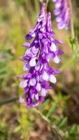 vackra vilda blommor och vilda örter på en grön äng. varm och solig sommardag. ängsblommor. vilda sommarblommor fält. sommar landskap bakgrund med vackra blommor. foto