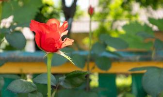 vackra, färgglada, känsliga blommande rosor i en röd trädgård. selektiv fokusering. närbild. foto