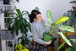 repotting och omtänksam Hem växt dieffenbachia banan in i ny pott i Hem interiör. kvinna raser och växer växter som en hobby, innehar sort diffenbachia med stor fick syn på löv, stor storlek foto