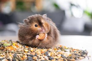 rolig fluffig syriansk hamster sitter på en näve av frön och äter och saker hans kinder med lager. mat för en sällskapsdjur gnagare, vitaminer. närbild foto