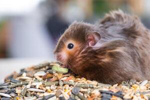 rolig fluffig syriansk hamster sitter på en näve av frön och äter och saker hans kinder med lager. mat för en sällskapsdjur gnagare, vitaminer. närbild foto