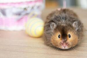 rolig fluffig sällskapsdjur hamster klättrar ut av en korg med färgrik påsk ägg - festlig påsk dekor med en sällskapsdjur foto