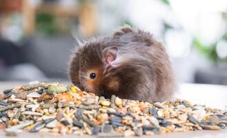 rolig fluffig syriansk hamster sitter på en näve av frön och äter och saker hans kinder med lager. mat för en sällskapsdjur gnagare, vitaminer. närbild foto