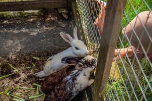 en söt kanin i en bur försöker till fråga besökare för mat på en tema parkera. foto