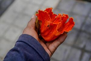 närbild se av en hand innehav en rosa regn blomma med en suddig bakgrund. foto