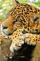 vuxen jaguar, ecuador foto