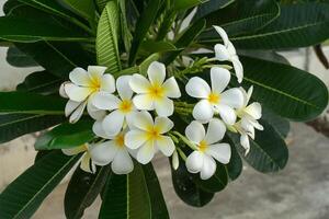 frangipani blomma, pagod träd foto