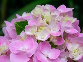 närbild hortensia blomma foto