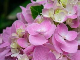närbild hortensia blomma foto