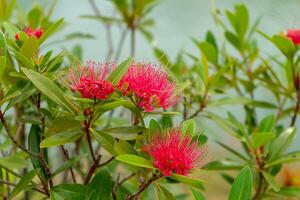 rosa röd pulver puff, röd huvud pulver puff foto