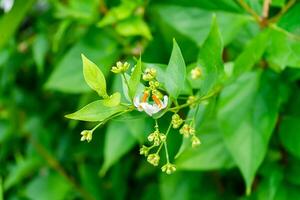 stänga upp av natt jasmin eller korall jasmin blomma. foto