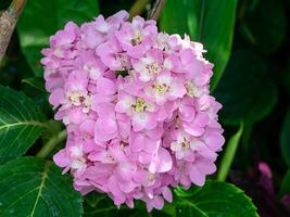 närbild hortensia blomma foto