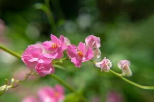 mexikansk kryp blomma foto