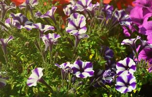 rabatt med flerfärgad lila och violett petunior. makro skott av skön färgrik petunia petunia hybrida blommor foto