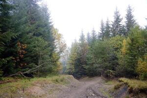 Fantastisk höst skog i morgon- solljus. röd och gul löv på träd i skog foto