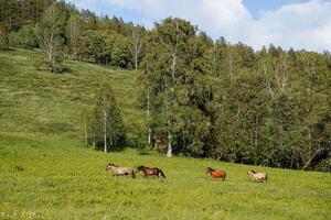 fyra vild hästar beta på de fält mot de bakgrund av de skog, skön hästar promenad genom de kuperad terräng, en inhemsk djur, en brun häst, en häst i de vild foto