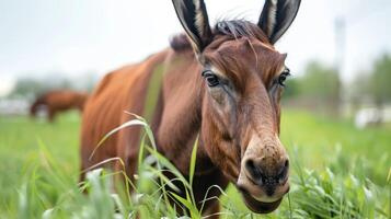 närbild av en brun mula i en fält med gräs, natur omgivande, och bruka i de bakgrund foto