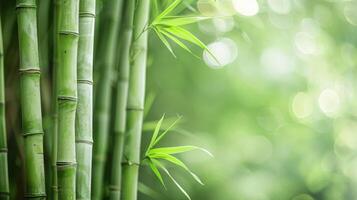 bambu i grön natur med växter och bokeh skapande en lugn miljö foto