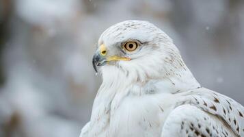 närbild porträtt av en majestätisk Örn med skarp ögon och detaljerad fjädrar i naturlig snöig miljö foto