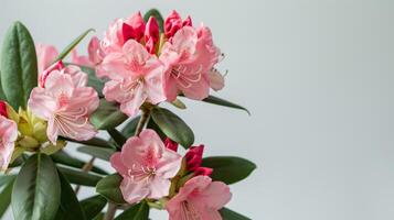 rhododendron blommor i rosa blomma med naturinspirerad blommig vår skönhet foto