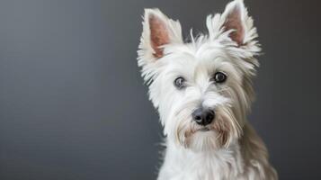 porträtt av en vit westie terrier hund som visar dess söt och hårig inhemsk natur foto