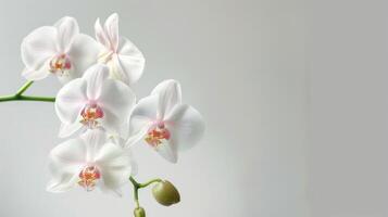 vit orkide blomma i blomma visa upp kronblad elegans och botanisk skönhet foto