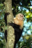 vit inför capuchin apa, manuel antonio nationell parkera, kostar rica. foto