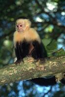 vit inför capuchin apa, manuel antonio nationell parkera, kostar rica. foto