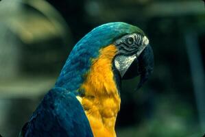 de blå-och-gul ara, också känd som de blå-och-guld ara, är en stor papegoja inföding till de neotropiska ämnen med en till största del blå tillbaka, ljus gul orange mage, och grön huvud fjädrar. foto