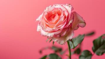 reste sig i rosa med elegant kronblad och blomma visa upp roman och natur foto
