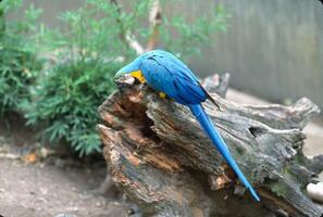 de blå-och-gul ara, också känd som de blå-och-guld ara, är en stor papegoja inföding till de neotropiska ämnen med en till största del blå tillbaka, ljus gul orange mage, och grön huvud fjädrar. foto