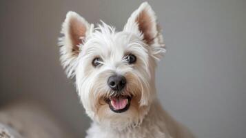 westie terrier hund vit sällskapsdjur djur- söt hårig öron porträtt hund foto