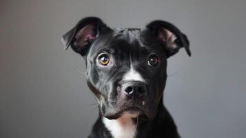 amerikan Staffordshire terrier hund porträtt visa upp lojala ögon och uppmärksam uttryck foto